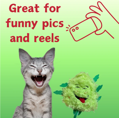 My Name Is Bud Jr, Funny Catnip Weed Nug Cat Toy, Cute Stuffed Parody Pot Nug, Cool Plush 420 Novelty Gift For Cats, Kittens & Their Owners, For Play  A Photo Prop