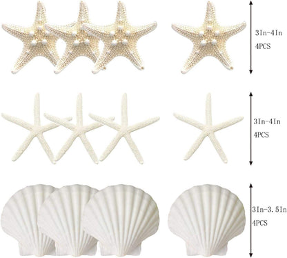 3-4 Inches Large Starfish And Scallop Shells For Crafts 12PCS Natural Beach Sea Shells For Crafting